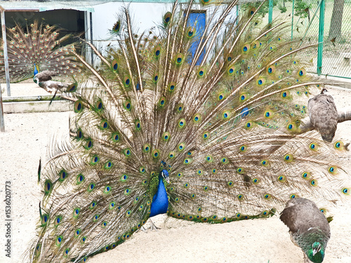 male peacocks display their vibrant feathers to attract a female peahen inside an enclosed, sandy and netted area 
