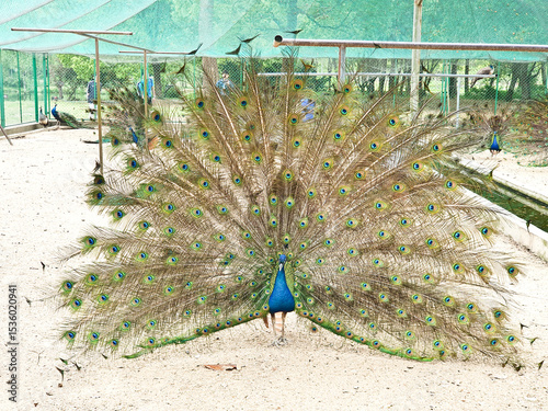 male peacocks display their vibrant feathers to attract a female peahen inside an enclosed, sandy and netted area 
