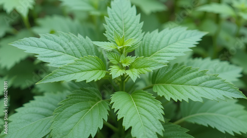 Urtica dioica or stinging nettle, in the garden. Stinging nettle, a medicinal plant that is used as a bleeding, diuretic, antipyretic, wound healing, antirheumatic agent