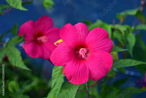 芙蓉の花 photo