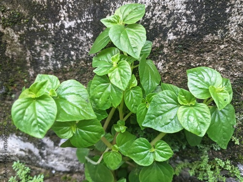 Pepper elder trees grow wild on the edge of the wall. It is characterized by succulent, erect or decumbent stems, shiny, heart-shaped, and fleshy leaves, and tiny, dot-like seeds