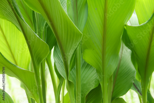 Curcuma Zanthorrhiza or ginger grows well and has thick, green leaves on humus soil