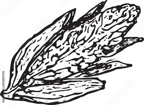 A detailed corn stalk in black and white, representing farm crops and harvest in a vibrant rural farmer activity illustration