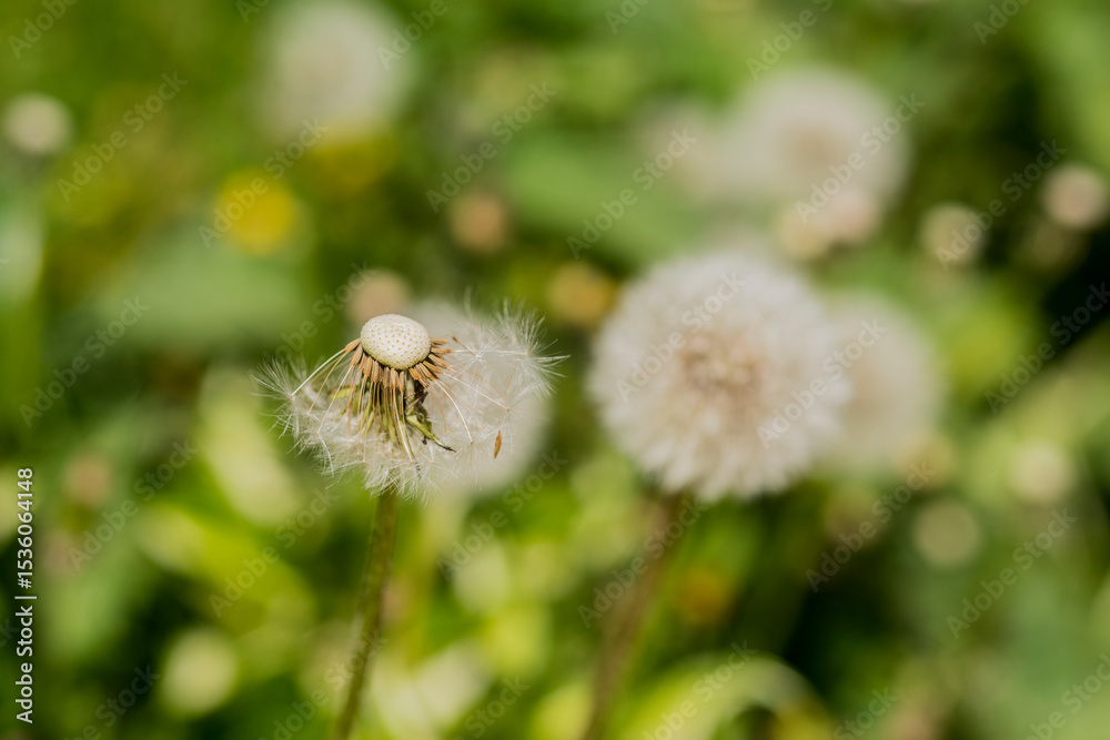 White Dandelion flower close up. Nature background. Fluffy flower. Fluffy dandelion head. White dandelion flower. Dandelion seed heads. Nature background. White Dandelion flower close up. Nature background. Fluffy flower. Fluffy dandelion head. White dandelion flower. Dandelion seed heads. Nature background.