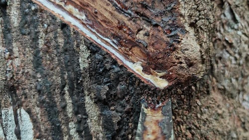 Rubber tapping