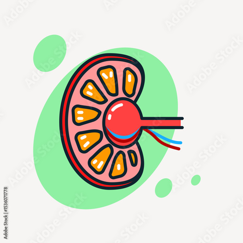 Colorful kidney cross-section icon showing internal structure, used in medical, healthcare, nephrology, or anatomy education visuals.