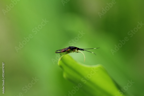 Earwigs, also known as pincher bugs, are nocturnal insects that are generally harmless to humans but can be a nuisance in gardens.