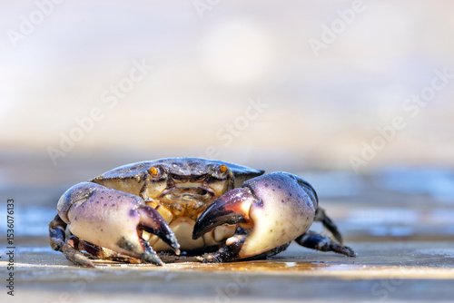 Картината върху платно A Florida stone crab (Menippe mercenaria) briefly sitting on a dock after it clung to a piece of marine debris being cleaned up