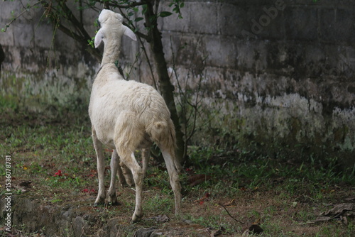 goats eating wild plants on the side of the road