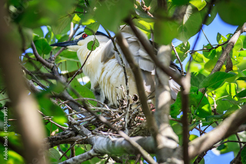 Black-crowned Night Heron on Nest in Hong Kong