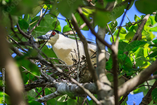 Black-crowned Night Heron on Nest in Hong Kong photo