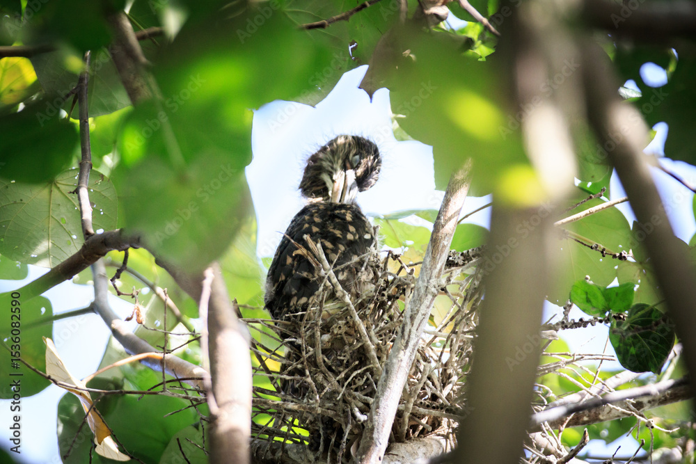 Juvenile Night Heron Perched in a Tangled Nest in a Tree Juvenile Night Heron Perched in a Tangled Nest in a Tree