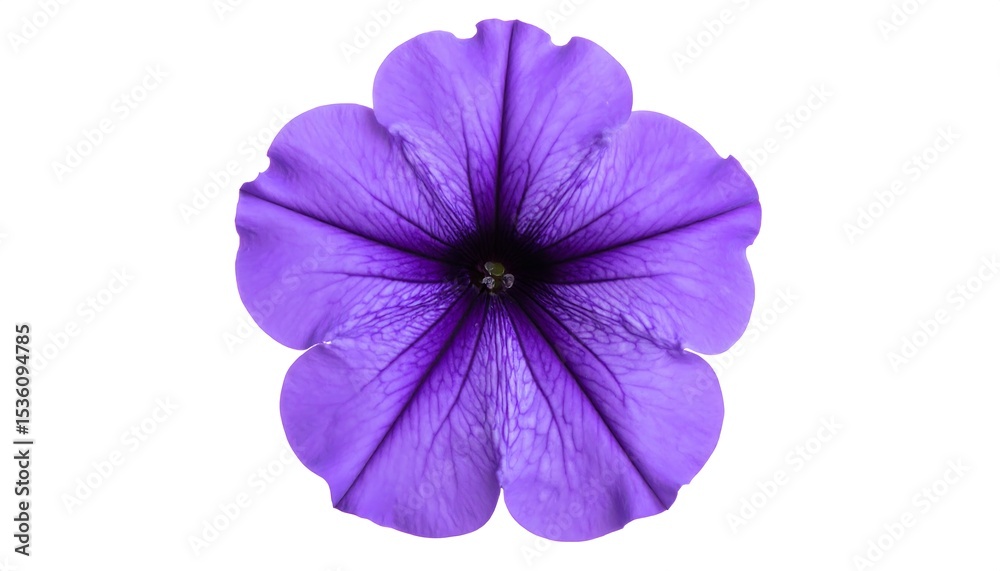 Obraz premium Close-up of a vibrant purple flower (1)