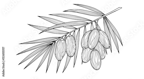 Detailed Line Art of Dates and Palm Fronds.