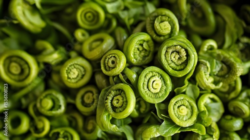 Organic Fiddleheads: Spring's Fresh Green Coils