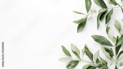 An olive branch adorned with lush green leaves is beautifully isolated on a clean white background, a symbol of peace and tranquility created by generative AI. The fresh and vibrant leaves enhance the