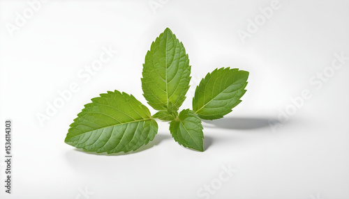 Fresh green leaves against a white background.