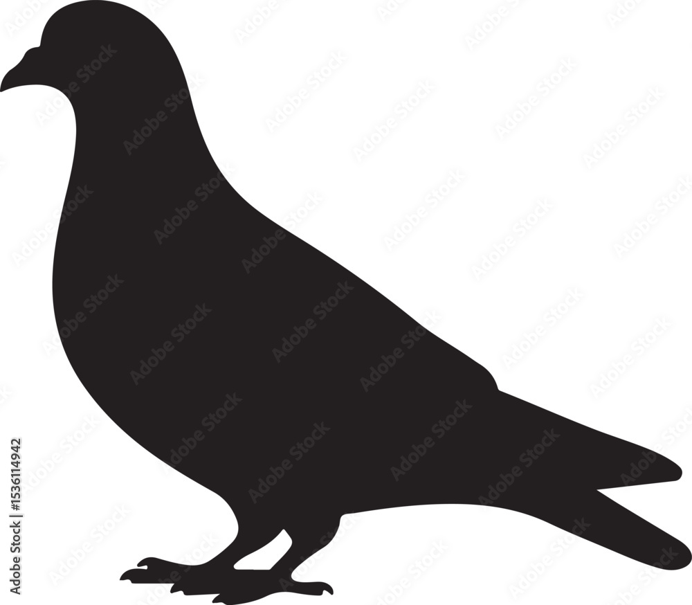 Fototapeta premium Silhouette of a pigeon eating birdseed.