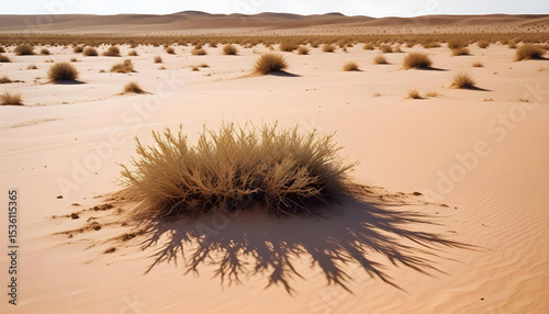 Desert landscape with scattered bushes and small dunes under a clear sky. Long shadows suggest early morning or late afternoon light.