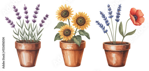 Three terracotta pots with sunflowers lavender and poppy flowers
