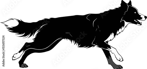 Black and white dog illustration running border collie breed pet animal canine artwork vector design art 100 editable stock vector illustration