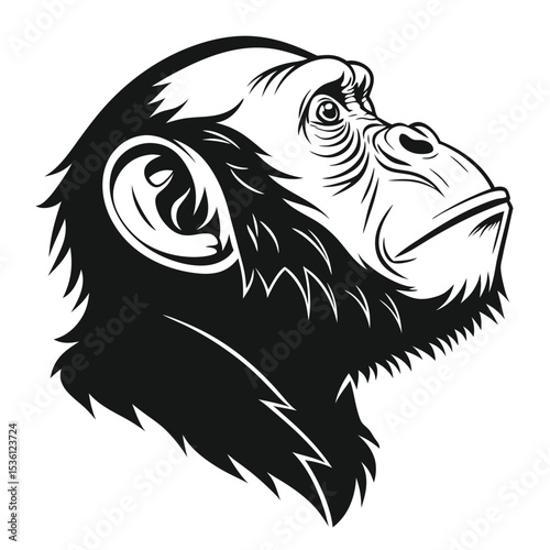 chimpanzee head illustration in black and white gazes upward with intelligent eyes