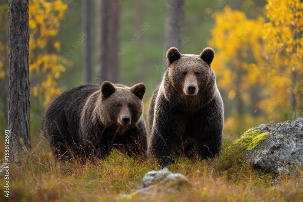 Fototapeta premium Two Brown Bears in Autumn Forest, Representing Wildlife Conservation and Environmental Awareness in Natural Habitat : Generative AI