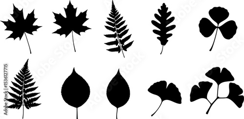Vector leaves silhouettes collection maple oak fern ginkgo clover nature botany foliage autumn design graphic editable stock vector illustration