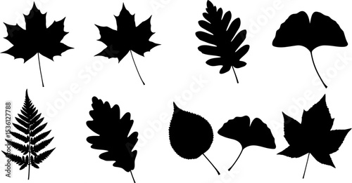 Black leaf silhouettes vector graphic of maple ginkgo oak fern birch leaves for botanical designs art 100 editable stock vector illustration