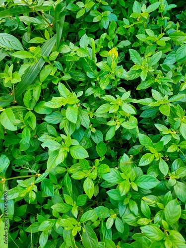 Wallpaper Mural A lush, dense carpet of small, vibrant green leaves creates a rich and uniform natural texture, ideal as a background or groundcover. Torontodigital.ca