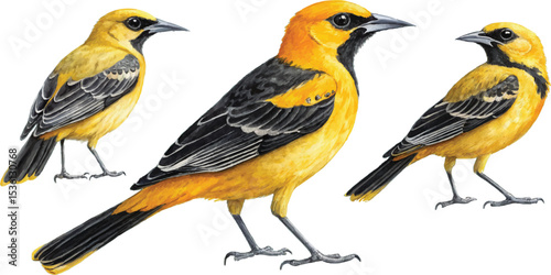 Three Hooded Orioles
