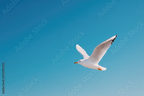 captivating bird in mid-flight against vast blue sky showcasing elegance and freedom photo