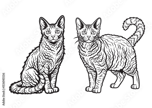 Black and white vector of two LaPerm cats with curly fur. Engraved illustration style for pet designs, logos, or feline-themed prints.