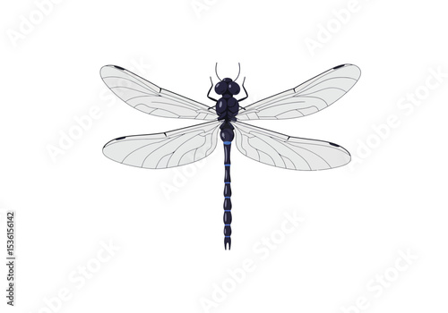 A dragonfly with transparent wings a blueblack body and antennae