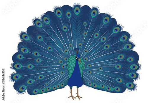 A peacock displays its vibrant blue and green feathers against a white background