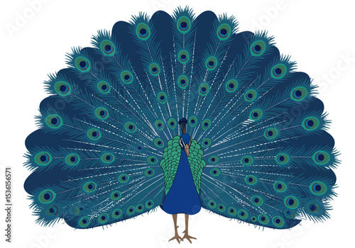 A peacock displays open fan of bluegreen feathers each with an eye spot standing on tan legs