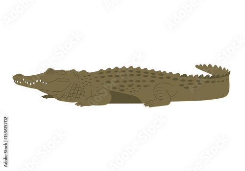 Brown shaded crocodile is shown lying down on a white background teeth showing