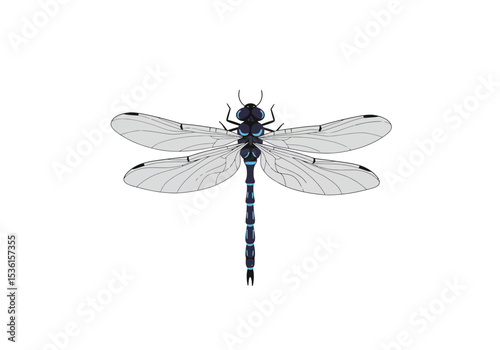 Frontfacing dragonfly w transparent wings segmented blue  black body on a white background