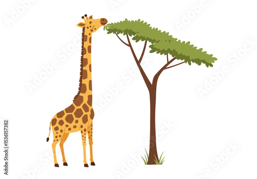 Giraffe eats leaves from a flattopped tree against a white background