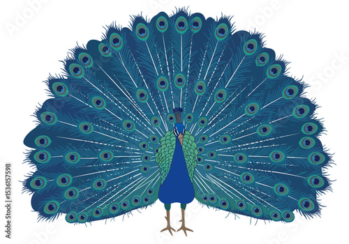 Peacock with fan display of bluegreen plumage eyespots and brown legs against a white backdrop