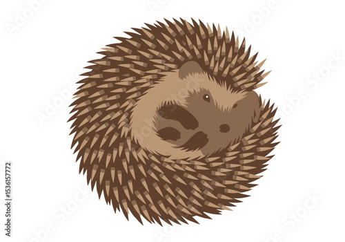 Rolledup hedgehog with light and dark brown quills and a snout