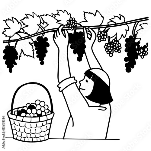 A vector  of grapes plucking