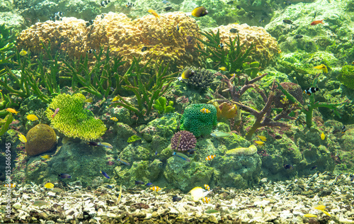 Fototapeta Naklejka Na Ścianę i Meble -  Underwater ecosystem displaying coral reef formations with diverse marine species swimming among waving aquatic plants in crystal clear tropical waters. Oceanic biodiversity. Coral reef habitat.