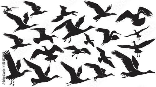 Silhouette of flock of flying birds isolated , black silhouettes isolated on white background