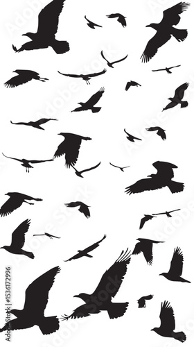 Silhouette of flock of flying birds isolated , black silhouettes isolated on white background