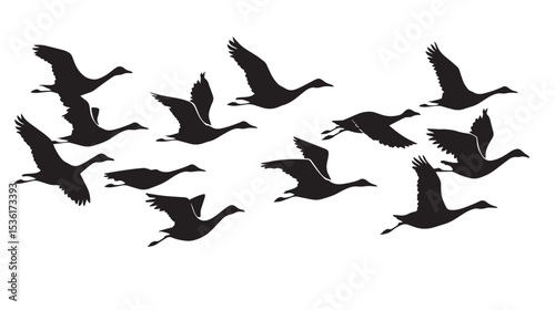 Silhouette of flock of flying birds isolated , black silhouettes isolated on white background