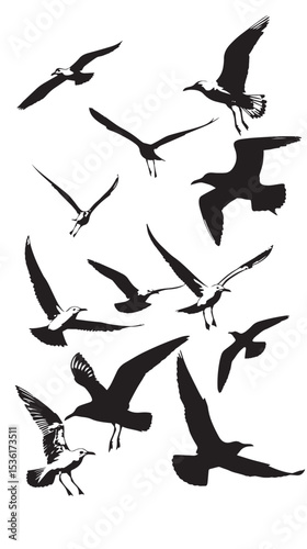 Silhouette of flock of flying birds isolated , black silhouettes isolated on white background