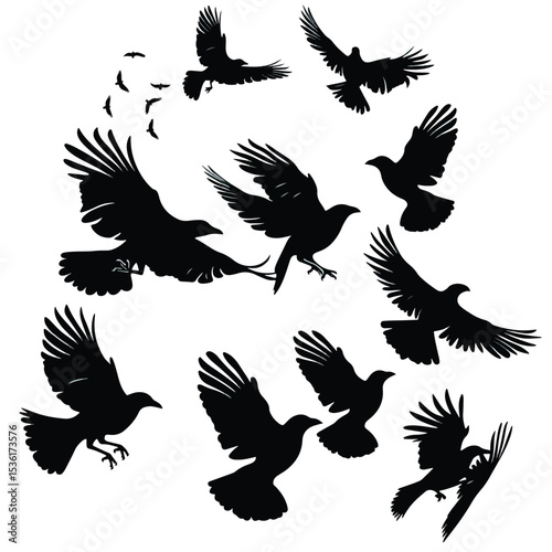 Silhouette of flock of flying birds isolated , black silhouettes isolated on white background