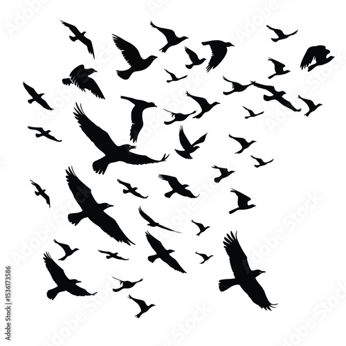 Silhouette of flock of flying birds isolated , black silhouettes isolated on white background
