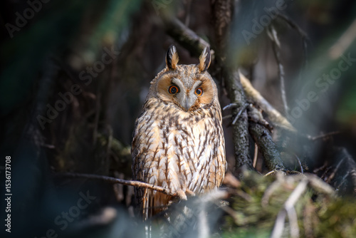 Owl sit in a tree and looking on the the camera